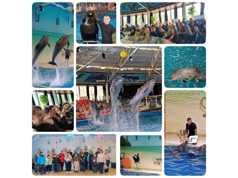 Шоу дельфинов 